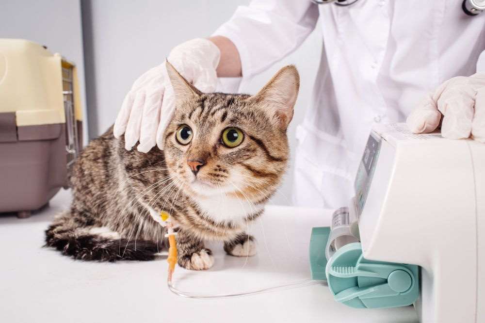 Пищевое отравление у кошек: что делать, симптомы и лечение, признаки  отравления кота, профилактика и первая помощь