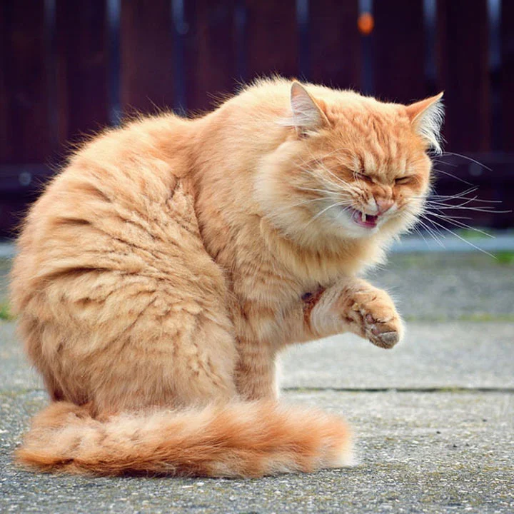 Кошка чихает: причины и лечение. Симптомы. Защита от чихания.