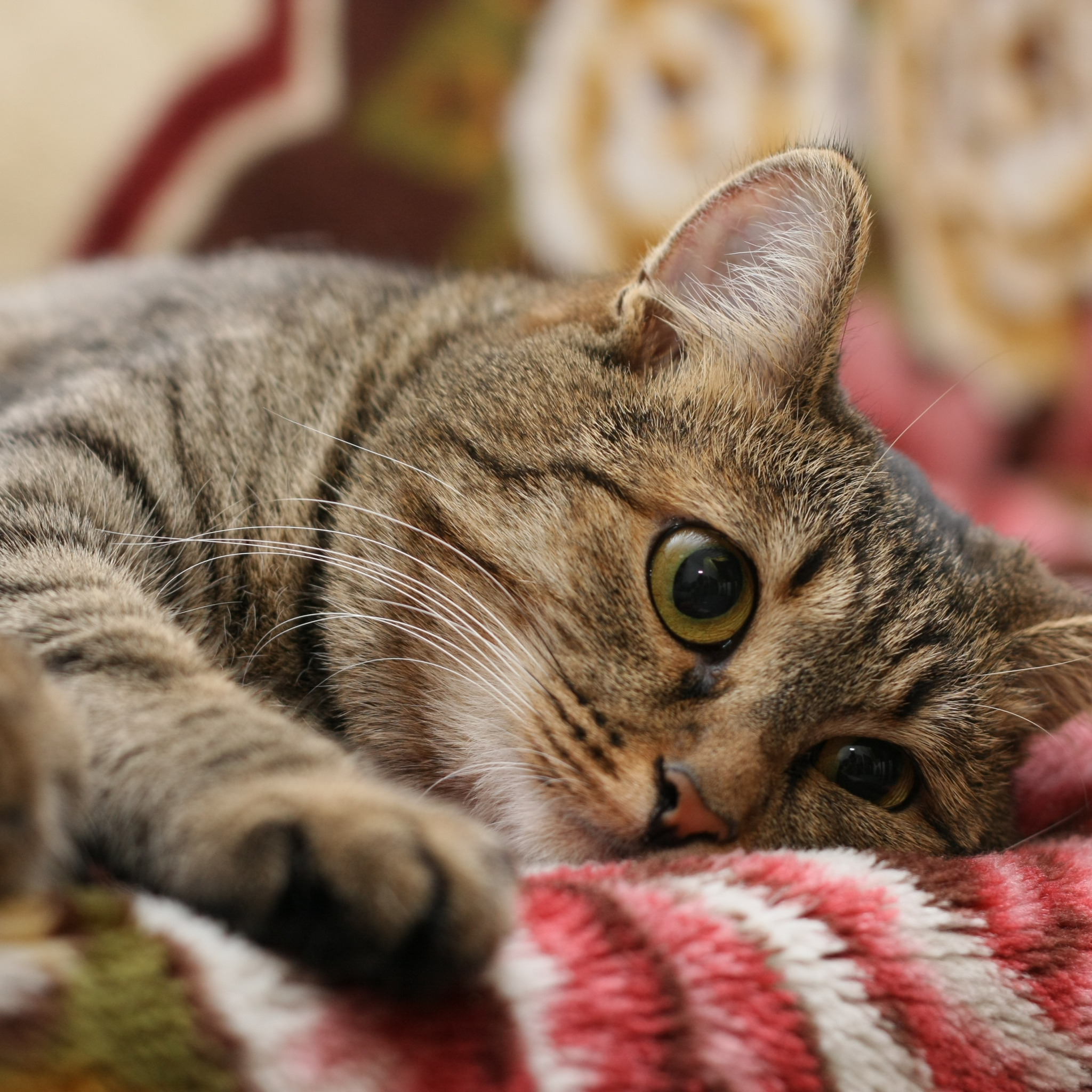 Рвота у кошки: симптомы, диагностика, причины, лечение и профилактика |  Из-за чего бывает тошнота и первая помощь