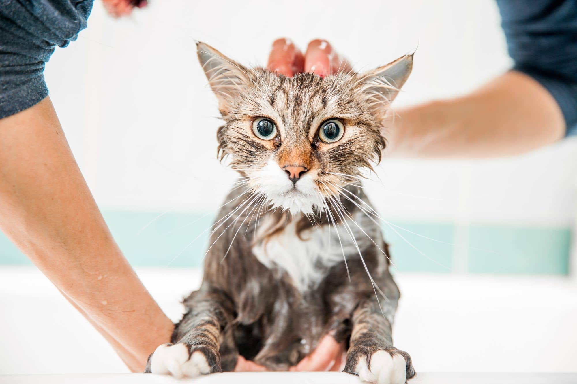Как часто можно мыть купать кошку или кота? Сколько раз? Переодичность.  Правила купания.