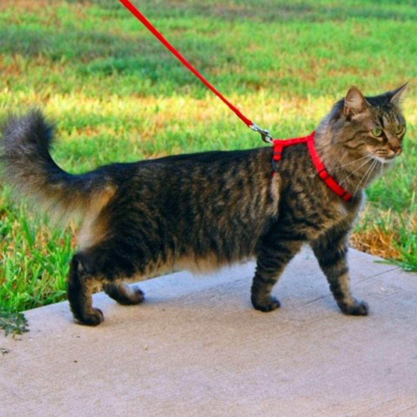 Как правильно выгуливать кошку: правила выгула, безопасность, советы  владельцам, что нужно знать