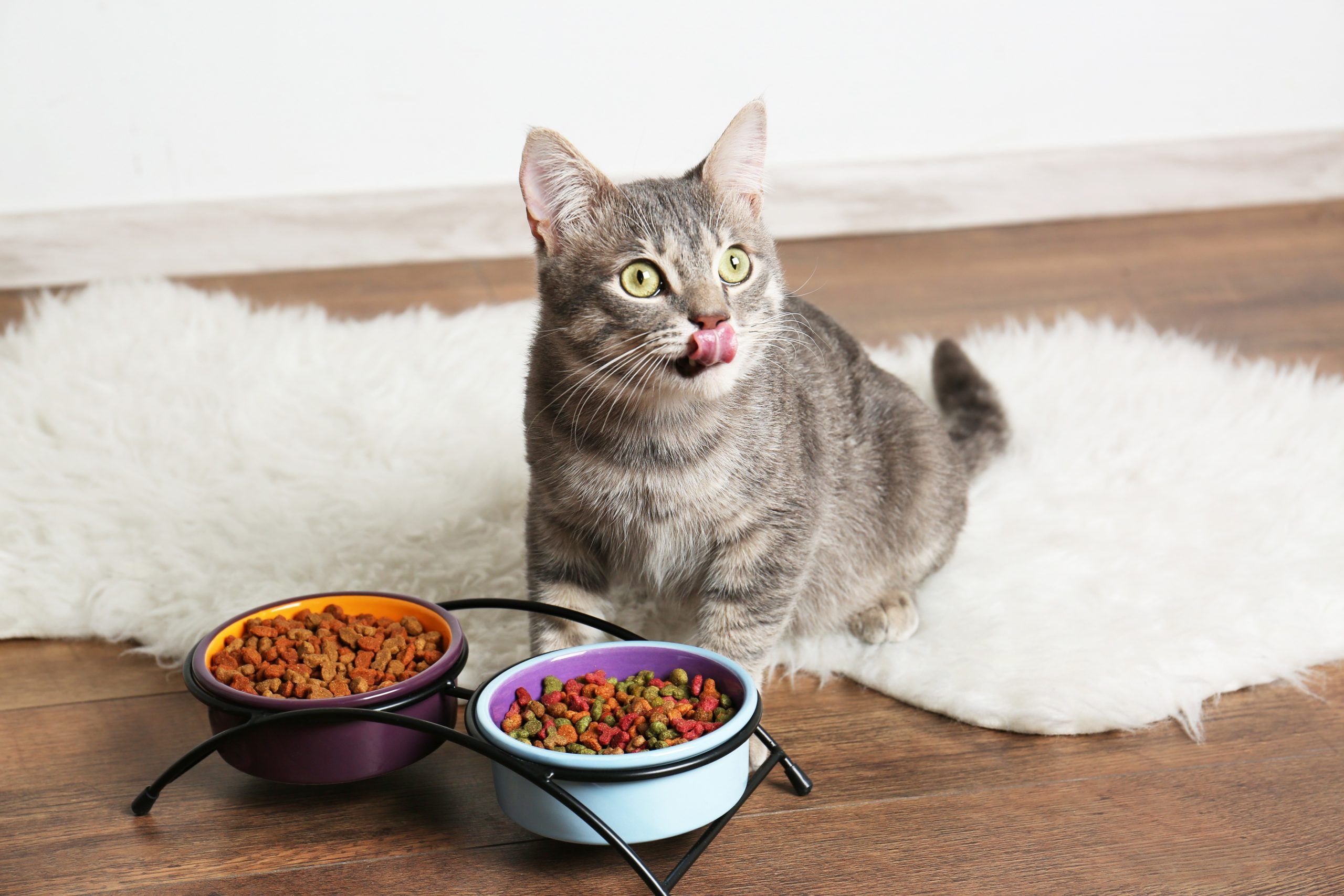 Котов в домашних условиях. Питание кошек. Кошачья еда. Еда для котиков. Корм для кошек.